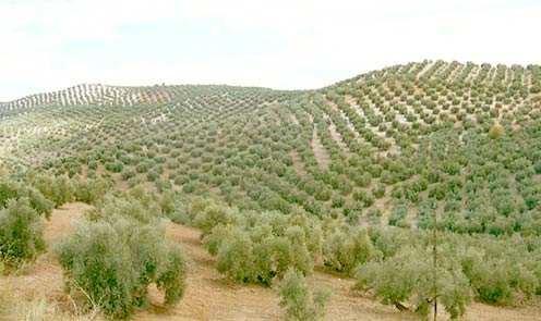 olive tree crop